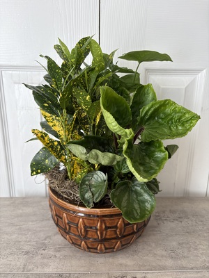 Ceramic Dish Garden 8 Inch from Aladdin's Floral in Idaho Falls